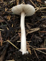Inocybe albodisca