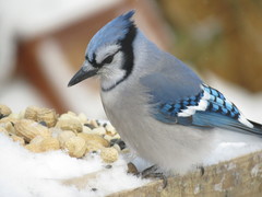 Cyanocitta cristata