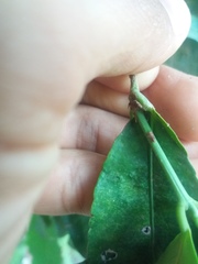 Cheiloclinium cognatum