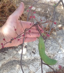 Pistacia terebinthus palaestina
