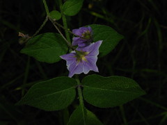 Solanum stoloniferum