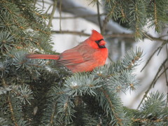 Cardinalis cardinalis