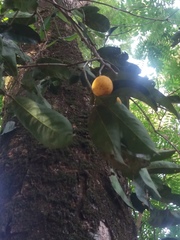 Cheiloclinium cognatum