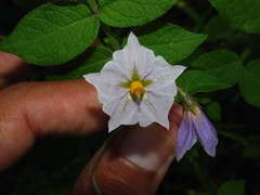 Solanum stoloniferum