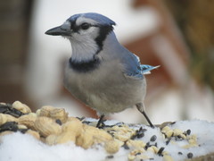 Cyanocitta cristata