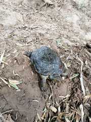 Mauremys leprosa leprosa