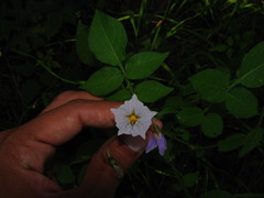 Solanum stoloniferum