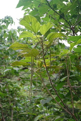 Acalypha angatensis