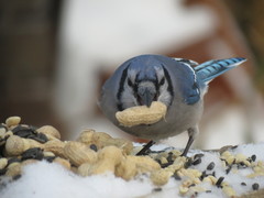 Cyanocitta cristata