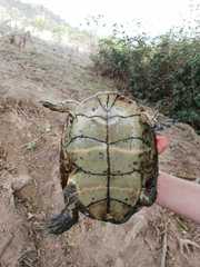 Mauremys leprosa leprosa