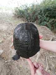 Mauremys leprosa leprosa