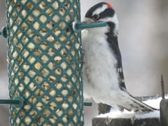 Dryobates pubescens