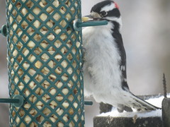 Dryobates pubescens