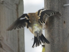 Spinus tristis