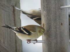 Spinus tristis