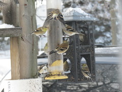 Spinus tristis