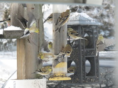 Spinus tristis