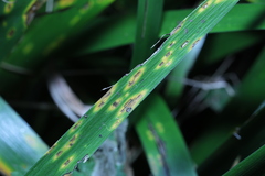 Puccinia iridis
