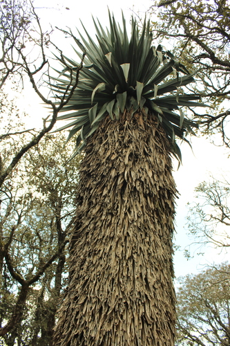 Furcraea parmentieri
