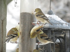 Spinus tristis