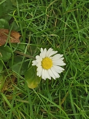 Bellis perennis
