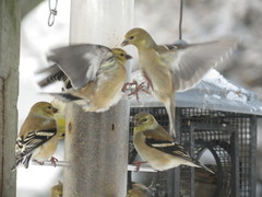 Spinus tristis