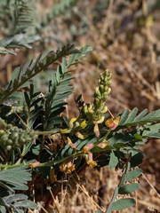 Astragalus douglasii parishii