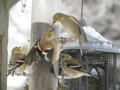 Spinus tristis