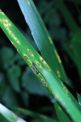 Puccinia iridis
