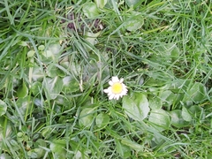 Bellis perennis