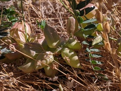 Astragalus douglasii parishii