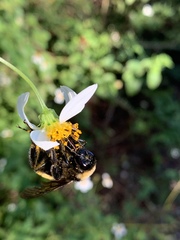 Bombus pensylvanicus image