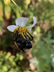 Bombus pensylvanicus image