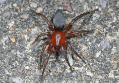 Gnaphosa sericata