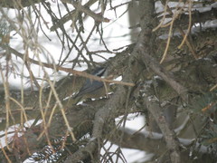 Sitta canadensis