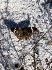 Junonia coenia coenia