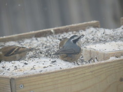 Sitta canadensis