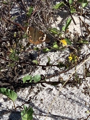 Junonia coenia coenia