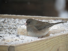 Junco hyemalis hyemalis