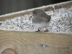 Junco hyemalis hyemalis