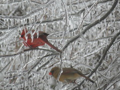 Cardinalis cardinalis