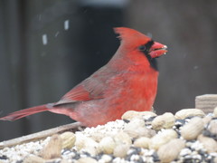 Cardinalis cardinalis