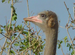 Struthio molybdophanes