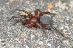 Gnaphosa sericata