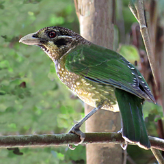 Ailuroedus maculosus