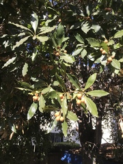 Pittosporum undulatum