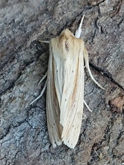 Ichneutica semivittata