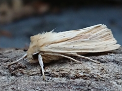 Ichneutica semivittata