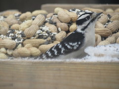 Dryobates pubescens