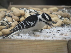 Dryobates pubescens